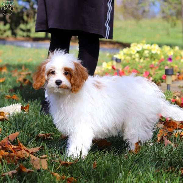 Scout, Cavapoo Puppy