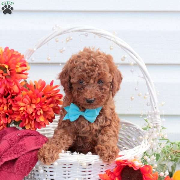 Scout, Toy Poodle Puppy