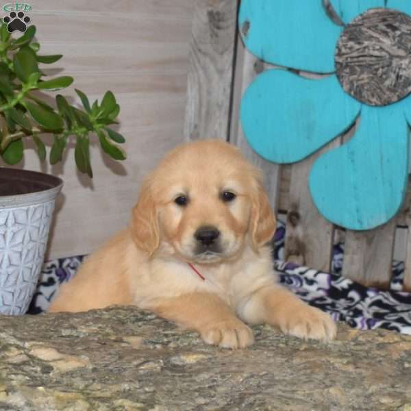 Scout, Golden Retriever Puppy