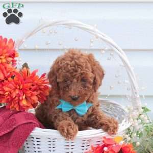 Scout, Toy Poodle Puppy