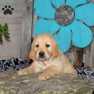 Scout, Golden Retriever Puppy