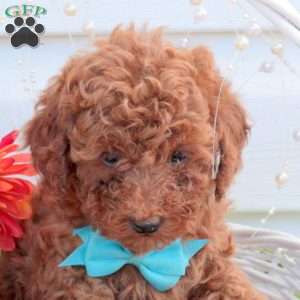 Scout, Toy Poodle Puppy