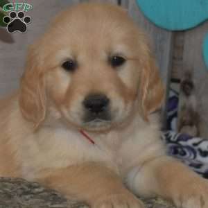 Scout, Golden Retriever Puppy