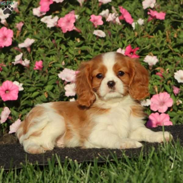 Scout, Cavalier King Charles Spaniel Puppy
