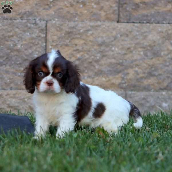 Scout, Cavalier King Charles Spaniel Puppy