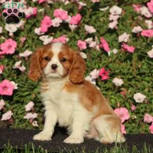 Scout, Cavalier King Charles Spaniel Puppy