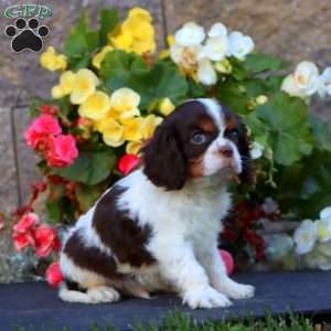 Scout, Cavalier King Charles Spaniel Puppy