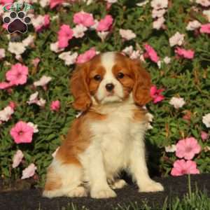 Scout, Cavalier King Charles Spaniel Puppy