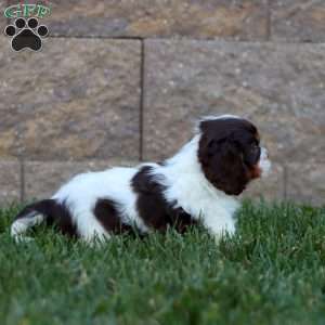 Scout, Cavalier King Charles Spaniel Puppy