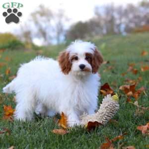 Scout, Cavapoo Puppy