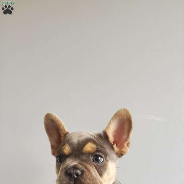 Bryson, French Bulldog Puppy