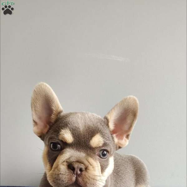 Blake, French Bulldog Puppy