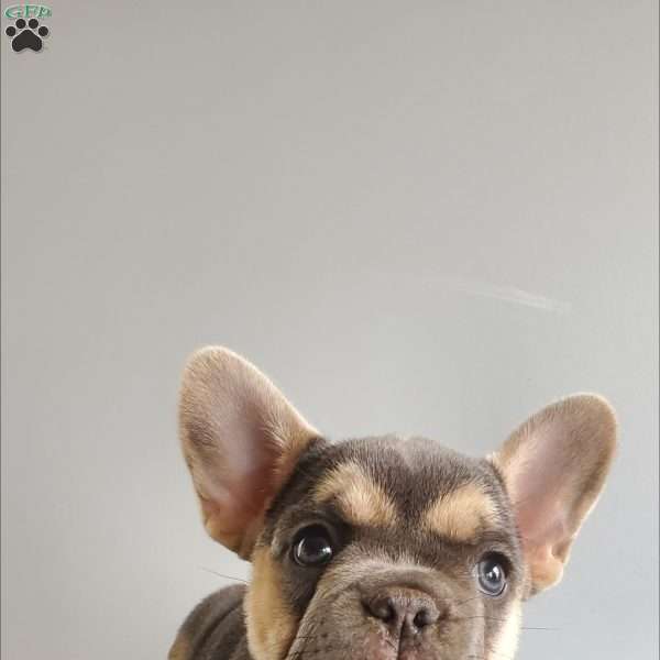 BRANDI, French Bulldog Puppy