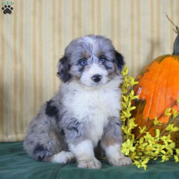 Sean, Mini Aussiedoodle Puppy