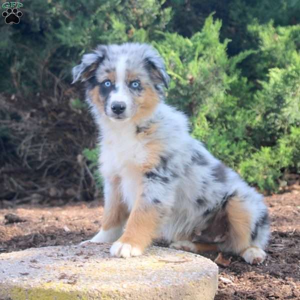 Sean, Miniature Australian Shepherd Puppy