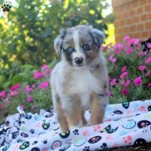 Sean, Miniature Australian Shepherd Puppy