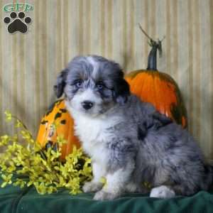 Sean, Mini Aussiedoodle Puppy
