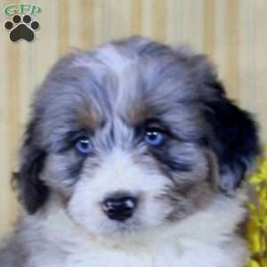 Sean, Mini Aussiedoodle Puppy