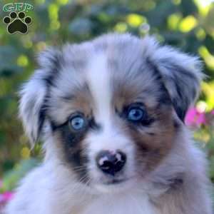 Sean, Miniature Australian Shepherd Puppy