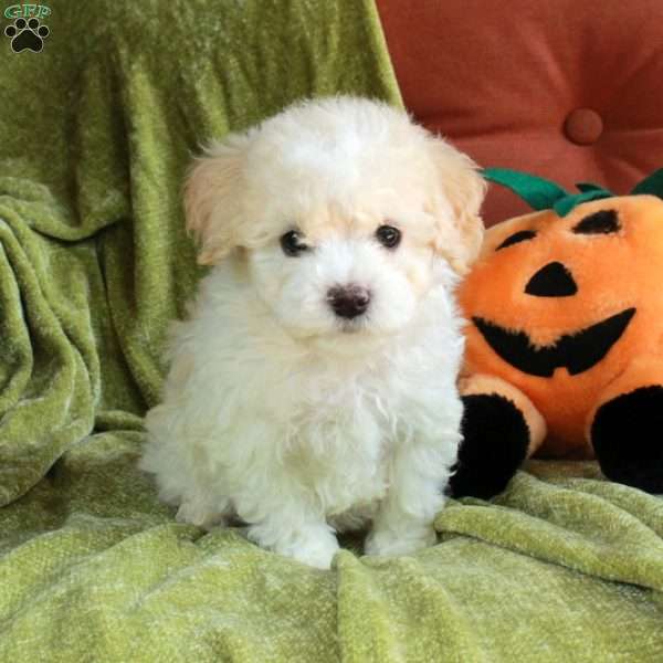 Sebastian, Havapoo Puppy