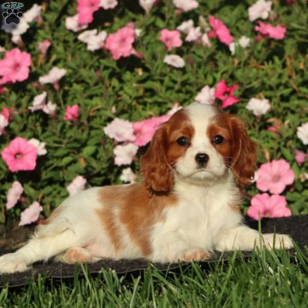 Sela, Cavalier King Charles Spaniel Puppy