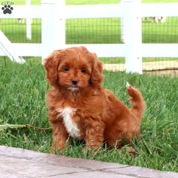 Sela, Cavapoo Puppy
