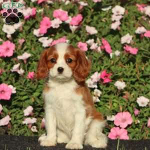 Sela, Cavalier King Charles Spaniel Puppy