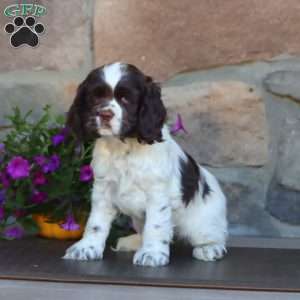 Sela, Cocker Spaniel Puppy