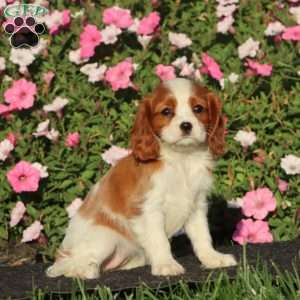 Sela, Cavalier King Charles Spaniel Puppy