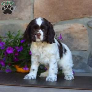 Sela, Cocker Spaniel Puppy