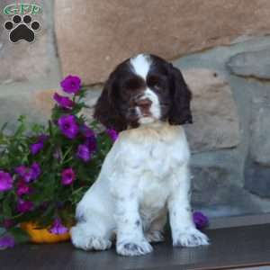 Sela, Cocker Spaniel Puppy