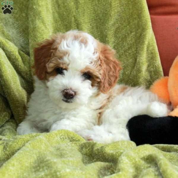 Serena, Havapoo Puppy