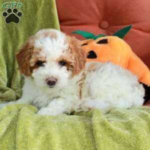 Serena, Havapoo Puppy