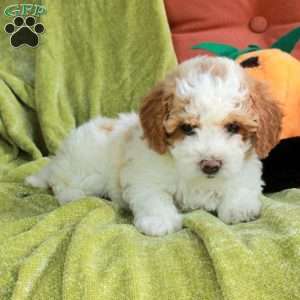 Serena, Havapoo Puppy