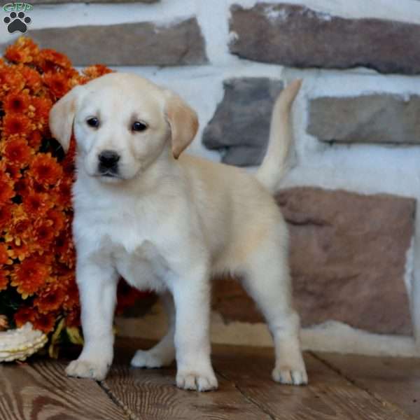 Serena, Golden Labrador Puppy