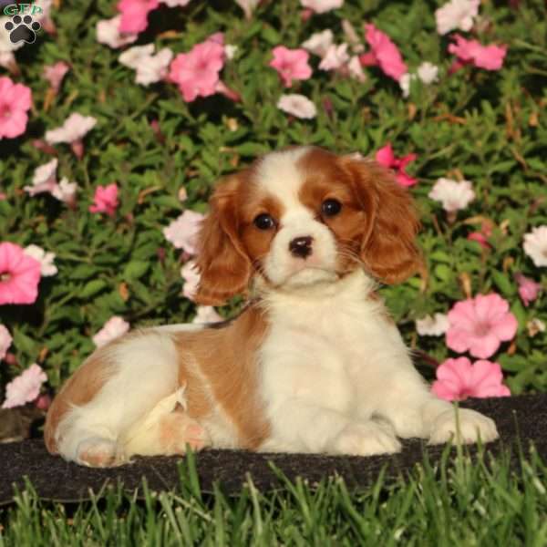 Serena, Cavalier King Charles Spaniel Puppy