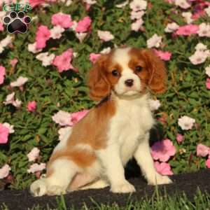 Serena, Cavalier King Charles Spaniel Puppy