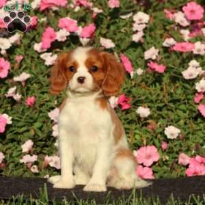Serena, Cavalier King Charles Spaniel Puppy