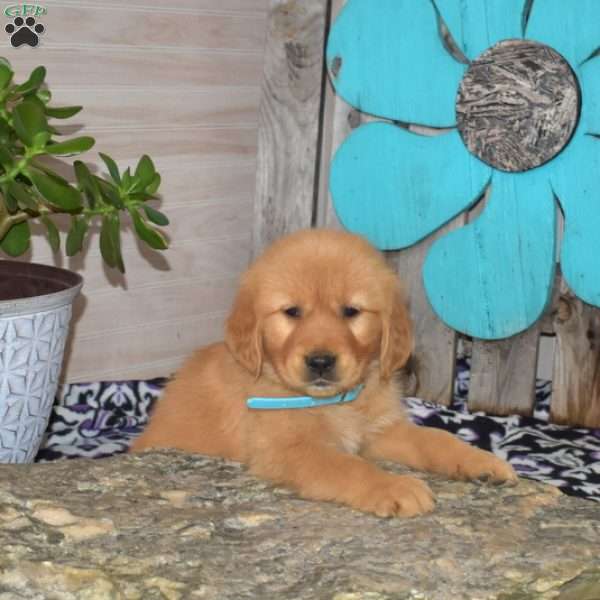 Sesame, Golden Retriever Puppy