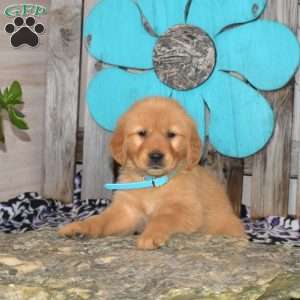 Sesame, Golden Retriever Puppy