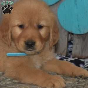 Sesame, Golden Retriever Puppy