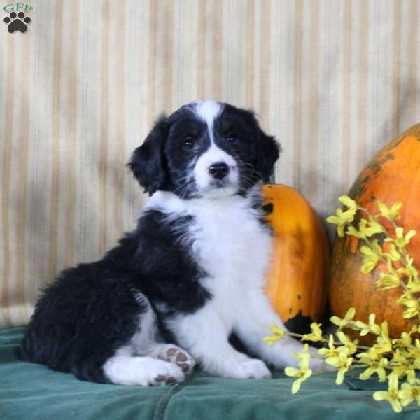 Seth, Mini Aussiedoodle Puppy