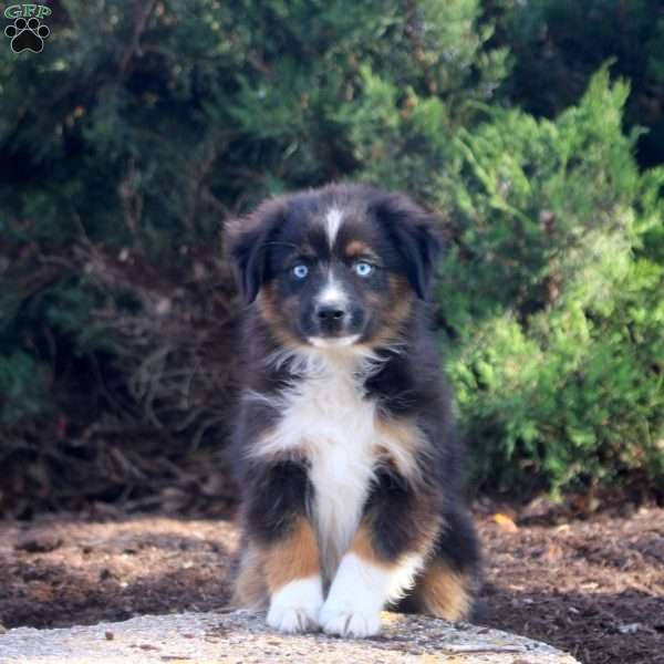 Seth, Miniature Australian Shepherd Puppy