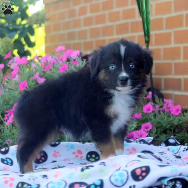Seth, Miniature Australian Shepherd Puppy