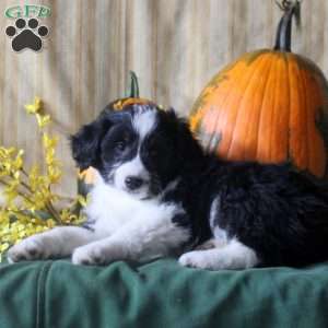 Seth, Mini Aussiedoodle Puppy