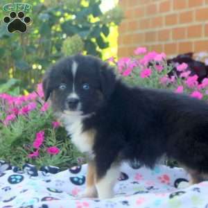 Seth, Miniature Australian Shepherd Puppy