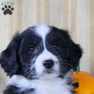 Seth, Mini Aussiedoodle Puppy