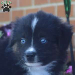 Seth, Miniature Australian Shepherd Puppy