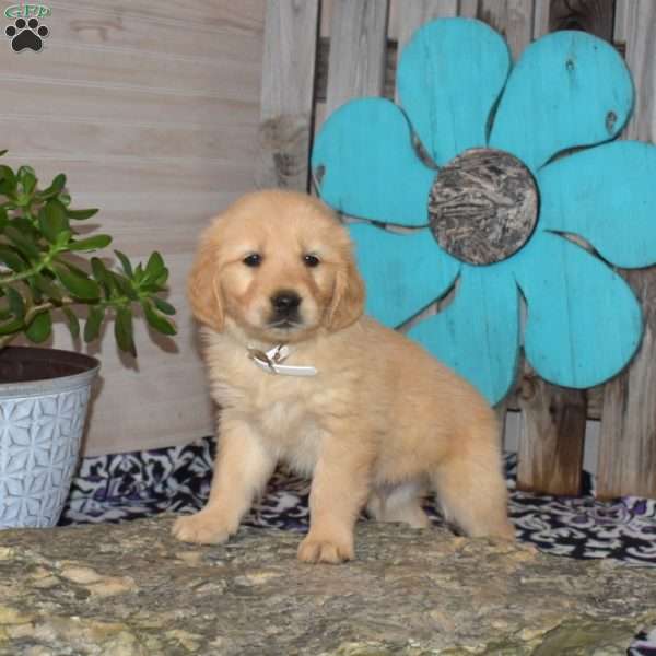 Seymour, Golden Retriever Puppy