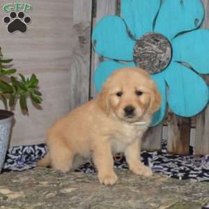 Seymour, Golden Retriever Puppy